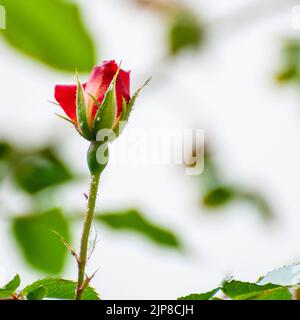 Eine Gruppe von Rosenaphiden (Macrosiphon rosae) auf einem Rosenstamm [var. Cocktail]. Blattläuse, auch bekannt als Pflanzenläuse, sind spezialisierte Pflanzenküter, die die e saugen Stockfoto