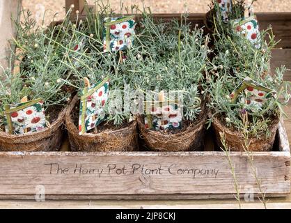 Pflanzen aus der Hairy Pot Plant Company, Suffolk, England, UK - Rhodanthemum Cascasina Daisy Stockfoto