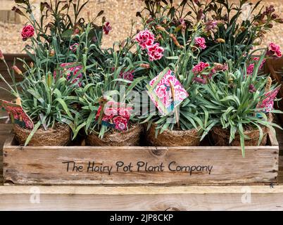 Pflanzen von der Hairy Pot Plant Company, Suffolk, England, UK - Dianthus Sugar Plum Stockfoto