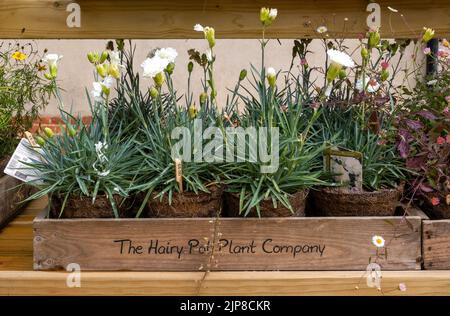 Pflanzen von der Hairy Pot Plant Company, Suffolk, England, UK - Dianthus Memories Stockfoto