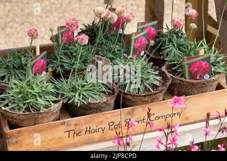 Pflanzen von der Hairy Pot Plant Company, Suffolk, England, UK - Armeria pseudarmeria Dreameria, Dreamland Stockfoto