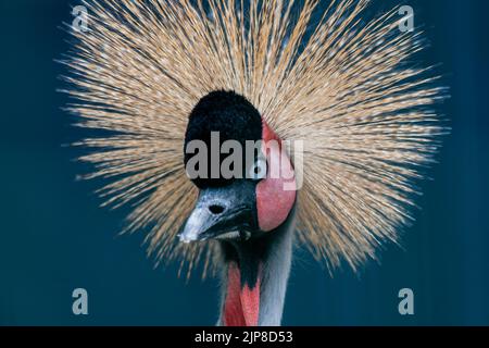 Schöner gekrönter Kran (Balearica pavonina) aus der Nähe Stockfoto