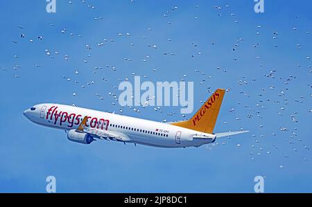 TC-CPY Pegasus Boeing 737-800 im Flug, umgeben von einer Vogelschar Stockfoto