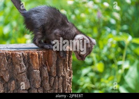 Kleine graue Kätzchen warten auf die Katze. Niedliche lustige Haustiere. Nahaufnahme des Haustieres. Kätzchen im Alter von zwei Monaten im Freien, in der Natur Stockfoto