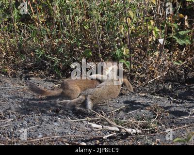 Hermelin und Kaninchen Stockfoto