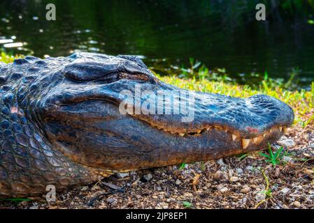 Leiter eines schlafenden Alligators in den Everglades, Florida Stockfoto