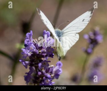 Ein Weißer Schmetterling mit wehenden Flügeln ernährt sich von einer Lavendelblume. Stockfoto