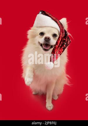 Pommersche Hund feiert weihnachten High-Five. Isoliert auf rotem Hintergrund Stockfoto