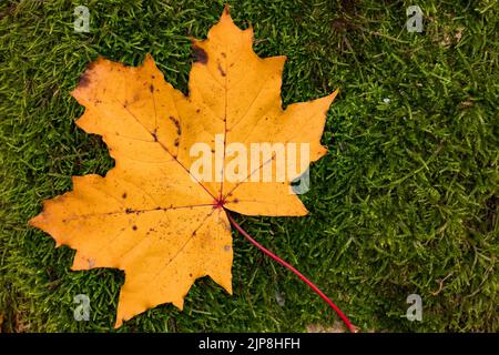 Einzelnes Ahornblatt, im Herbst gelb, liegt auf grünem Moos Stockfoto
