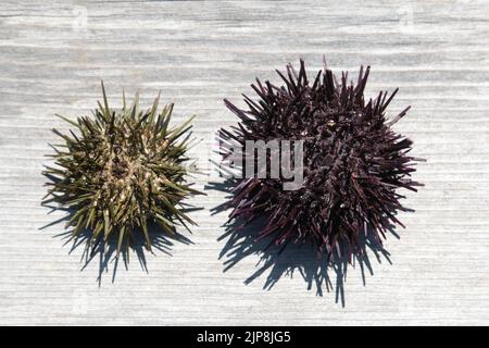 Zwei Seeigel-Muscheln auf einfachem Holzhintergrund Stockfoto