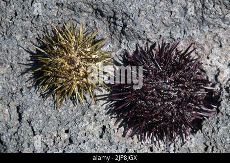 Seeigel-Muscheln auf grauem Vulkangestein Stockfoto