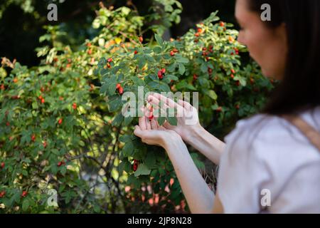 Eine Frau sammelt Hagebuttenbeeren aus einem grünen Busch. Stockfoto