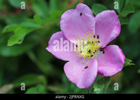 Rosa Rosenblüte, Rosa-Arten unbekannter Sorte, in Nahaufnahme mit Fütterung kleiner schwarzer Pollen Käfer, Meligethes-Arten, und ein Hintergrund von Blurre Stockfoto