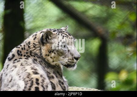 Der Schneeleopard (Panthera uncia / Uncia uncia), auch bekannt als Unze, wird im Padmaja Naidu Himalayan Zoological Park (PNHZP) in Darjeeling, Westbengalen, gesehen. Dies ist Indiens größter Zoo in großer Höhe (7.000 Fuß). Der PNHZP ist der einzige Zoo der Welt für den Schutz und die Zucht von Schneeleoparden in Gefangenschaft. Der Schneeleoparder ist eine gefährdete IUCN Red gelistete große langhaarige asiatische Katze und eine der rätselhaftesten Arten auf dem Planeten. Von den Einheimischen als die „Berggeister“ bezeichnet, die in den Bergketten Zentral- und Südasiens beheimatet sind. Indien. Stockfoto