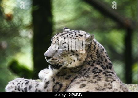 Der Schneeleopard (Panthera uncia / Uncia uncia), auch bekannt als Unze, wird im Padmaja Naidu Himalayan Zoological Park (PNHZP) in Darjeeling, Westbengalen, gesehen. Dies ist Indiens größter Zoo in großer Höhe (7.000 Fuß). Der PNHZP ist der einzige Zoo der Welt für den Schutz und die Zucht von Schneeleoparden in Gefangenschaft. Der Schneeleoparder ist eine gefährdete IUCN Red gelistete große langhaarige asiatische Katze und eine der rätselhaftesten Arten auf dem Planeten. Von den Einheimischen als die „Berggeister“ bezeichnet, die in den Bergketten Zentral- und Südasiens beheimatet sind. Indien. Stockfoto