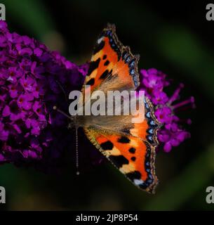 Kleiner Schildpatt-Schmetterling auf Buddleia-Blüte Stockfoto