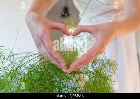 Hände der Frau zeigen das Herz mit Spargelblättern. Stockfoto