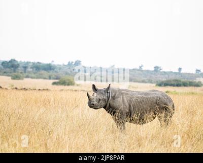 Schwarzes Nashorn auf der Maasai Mara, Kenia, Ostafrika Stockfoto