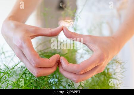 Hände der Frau zeigen das Herz mit Spargelblättern. Stockfoto