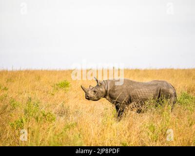 Schwarzes Nashorn auf der Maasai Mara, Kenia, Ostafrika Stockfoto