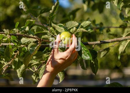 Die Frau greift nach einem Apfel. Stockfoto