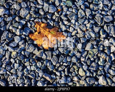 Zwei goldfarbene Eichenholzblätter mit Wassertropfen auf einem Stein Stockfoto