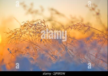 Gräser im Schnee, beleuchtet von der niedrigen Sonneneinstrahlung. Selektiver Fokus und sehr geringe Schärfentiefe. Stockfoto