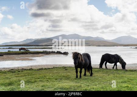 Wilde Ponys, die neben Loch Bee vor der Kulisse der Hügel auf der Isle of South Uist, Schottland, wandern. Stockfoto