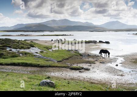 Wilde Ponys, die neben Loch Bee vor der Kulisse der Hügel auf der Isle of South Uist, Schottland, wandern. Stockfoto