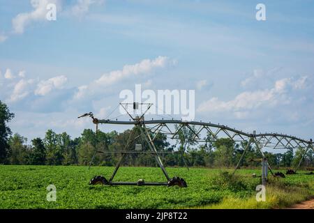 Center Pivot Bewässerung Ausrüstung in einem Erdnuss (Arachis hypogaea) Feld in Südgeorgien im August an einem sonnigen Tag. Stockfoto