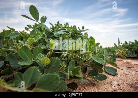 Nahaufnahme von Erdnusspflanzen (Arachis hypogaea), die in einem Feld in Südgeorgien mit negativem Raum wachsen. Stockfoto