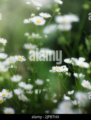 Wilde Gänseblümchen, umgeben von grünem Gras Stockfoto