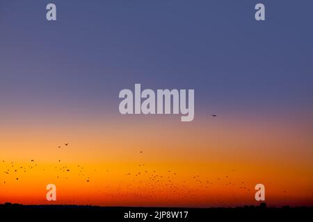 Vogelschar, der abends fliegt. Farbenfroher Himmel mit Dämmerung. Kräht über die Stadt Stockfoto