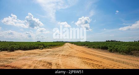 Panoramablick auf eine rote Lehmschotterstraße zwischen zwei Baumwollfeldern im Süden Georgiens im August mit einem zentralen Drehpunkt-Bewässerungssystem im fernen Backg Stockfoto