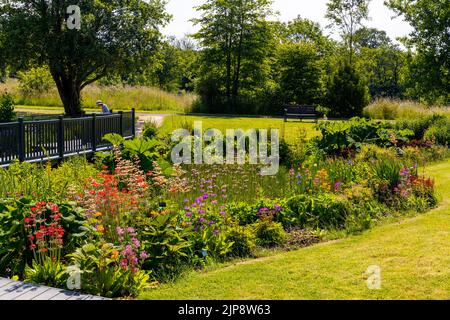 Farbenfrohe Bepflanzung im Bog Garden im National Botanic Garden of Wales, Llanarthne, Carmarthenshire, Wales, Großbritannien Stockfoto