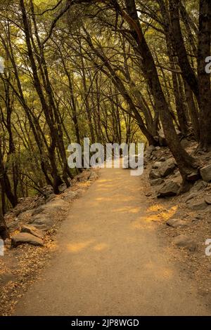 Golden Light fällt durch die Bäume auf dem gepflasterten Weg im Yosemite National Park Stockfoto