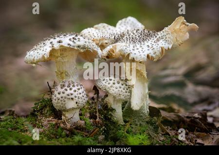 Amanita abrocta, allgemein bekannt als die amerikanische abrupte Lepidella Stockfoto