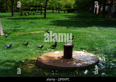 Tauben auf dunkelblauem Gras im Schatten der Natur Stockfoto