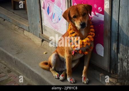 Kukkur Tihar oder Kukur Hunde in diwali Lichterfest am zweiten Tag des religiösen Festivals werden nepalesische Hunde gefeiert und verehrt Stockfoto