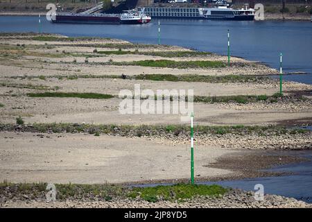 Düsseldorf, Deutschland. 16. August 2022. Ein Frachtschiff fährt an trockenen Groynes auf dem Rhein vorbei. Nach wochenlanger Dürre haben die Wasserstände des Rheins historische Tiefstände erreicht. Quelle: Federico Gambarini/dpa/Alamy Live News Stockfoto