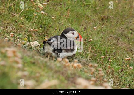 Eine Nahaufnahme eines Atlantischen Paffins (Fratercula arctica), der auf dem Boden sitzt Stockfoto