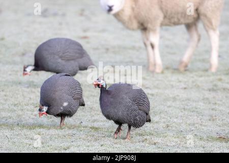 Behelmte Guinea-Vögel, Numida meleagris, auf einem Feld mit Schafen an einem kalten Wintertag mit Frost auf dem Boden, West Yorkshire, England, Großbritannien Stockfoto