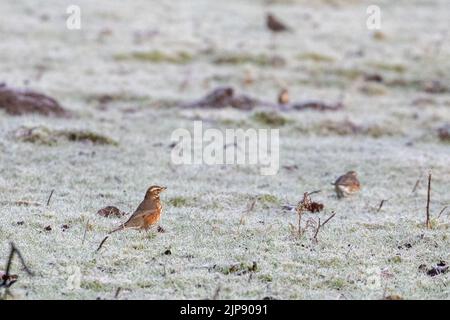 Britische Tierwelt: Eine kleine Rotflügelschar, Turdus iliacus, die an einem kalten Wintertag in einem frostigen Feld auf Nahrungssuche geht, West Yorkshire, England Stockfoto