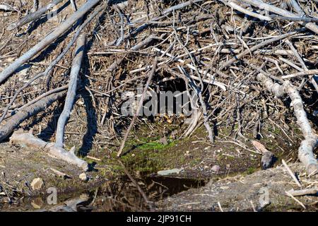 Biber Lodge zeigt Biber Eingang in der Sommerzeit. Beaver-Konstruktion. Fähigkeiten von Bibern. Stockfoto