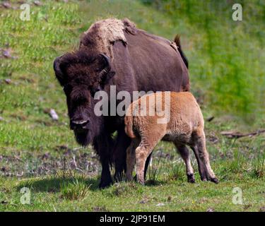 Bison-Erwachsener füttert das Baby Bison auf dem Feld in ihrer Umgebung und Umgebung. Junges Tier. Büffelbild. Stockfoto