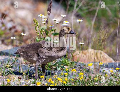 Junge Kanadische Gans, die in ihrem Lebensraum und ihrer Umgebung auf dem Feld mit wilden Blumen und Felsen spazieren. Gänseblümchen. Stockfoto