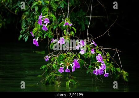 Wunderschöne lila Blüten im Regenwald neben Rio Chagres, Soberania Nationalpark, Republik Panama, Mittelamerika Stockfoto