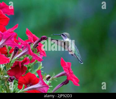 Hummingbird, eine Frau mit einer roten Kehle, die sich von Petunien ernährt, die in ihrer Umgebung und ihrem Lebensraum einen grünen Hintergrund mit Flügelspannweite haben. Stockfoto