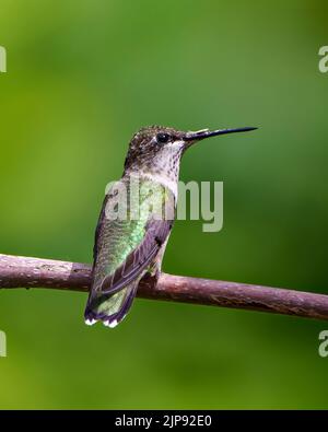 Kolibri-Nahaufnahme auf einem Ast mit wunderschönem Federgefieder in Metallic-Grün, langem Schnabel und Auge mit verschwommenem grünen Hintergrund Stockfoto