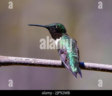 Hummingbird mit einer Kehle und einer Rüde aus der Nähe, die auf einem Ast thront und schönes metallisch grünes Federgefieder, einen langen Schnabel und ein Auge zeigt. Stockfoto